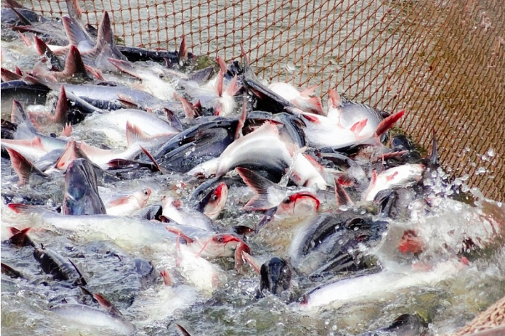 Xuất khẩu cá ngừ của Việt Nam sang Mexico tăng mạnh 